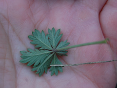 Potentilla argentea