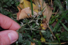 Potentilla argentea