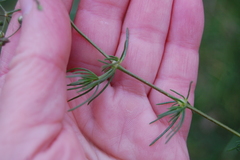Spergula arvensis