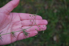 Spergula arvensis