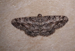 Psilalcis isombra