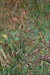 Setaria pumila