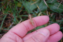 Setaria pumila