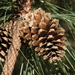 Pinus engelmannii - Photo (c) Jeff Bisbee, osa oikeuksista pidätetään (CC BY-NC), lähettänyt Jeff Bisbee