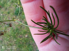 Spergula arvensis