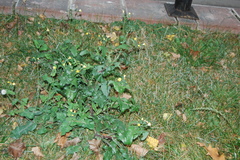 Sonchus oleraceus