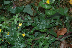 Sonchus oleraceus