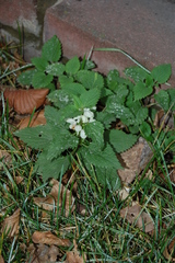Lamium album