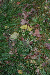 Lolium arundinaceum