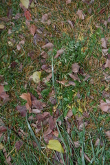 Lolium arundinaceum