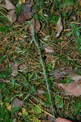 Lolium arundinaceum