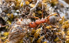 Formica truncorum