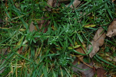 Galium mollugo