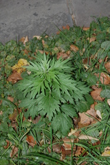 Artemisia vulgaris