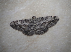 Psilalcis isombra