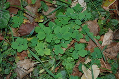Chelidonium majus