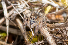 Pellenes tripunctatus