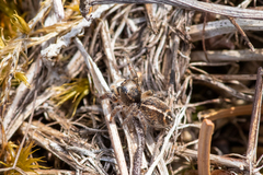 Pellenes tripunctatus