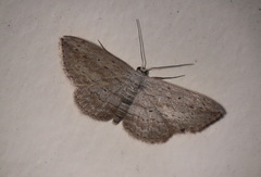Scopula desita