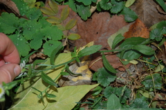 Erigeron annuus