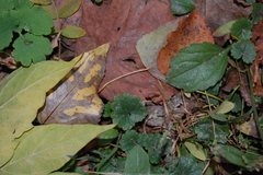 Erigeron annuus