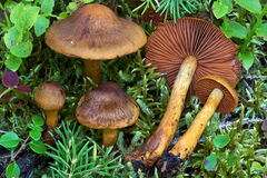 Cortinarius malicorius