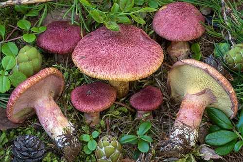Suillus asiaticus