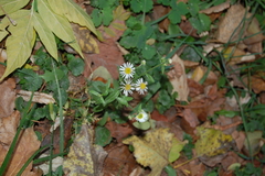 Erigeron annuus