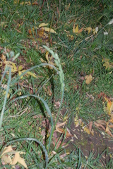 Dactylis glomerata
