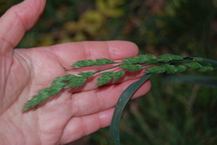 Dactylis glomerata