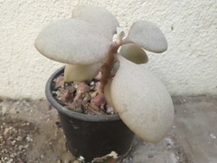 Kalanchoe orgyalis