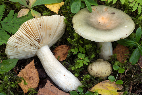 Green Brittlegill Russula Aeruginea INaturalist