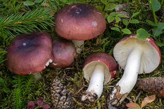 Russula atrorubens