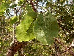 Gardenia megasperma