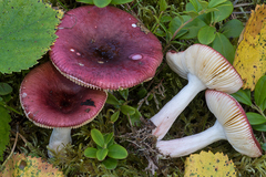 Russula nitida