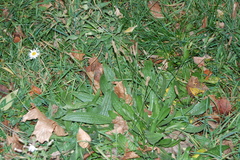 Plantago lanceolata