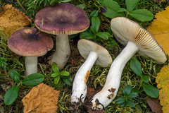 Russula versicolor