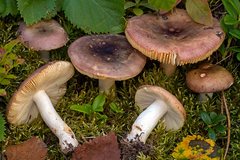Russula versicolor