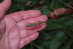 Plantago lanceolata