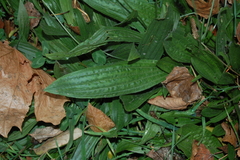 Plantago lanceolata