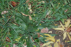 Plantago lanceolata