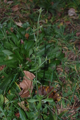 Cichorium intybus