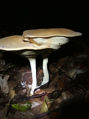 Pleurotus tuber-regium