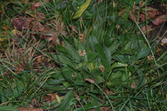 Plantago lanceolata