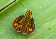 Potanthus mingo