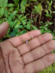 Diastatea