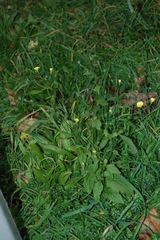 Lapsana communis