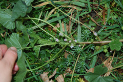 Malva neglecta
