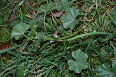 Malva neglecta