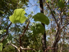 Gardenia megasperma